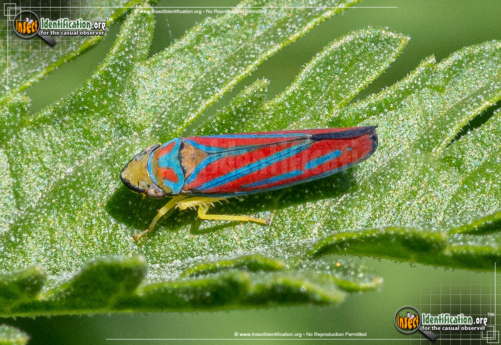 Full-sized image #2 of the Candy-striped-Leafhopper