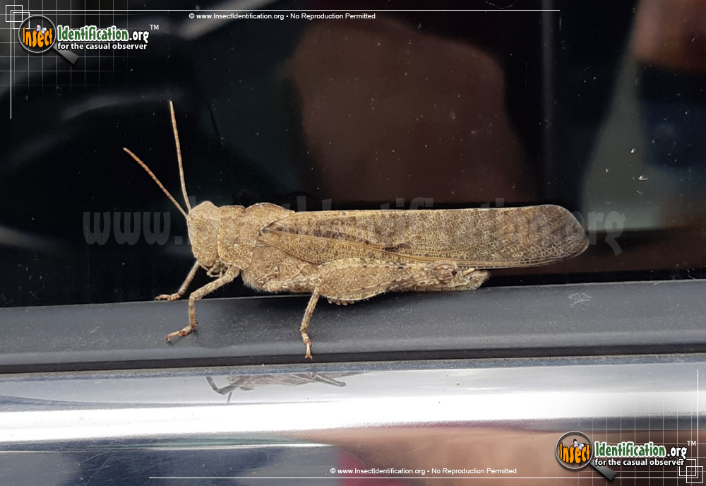 Full-sized image of the Carolina-Locust