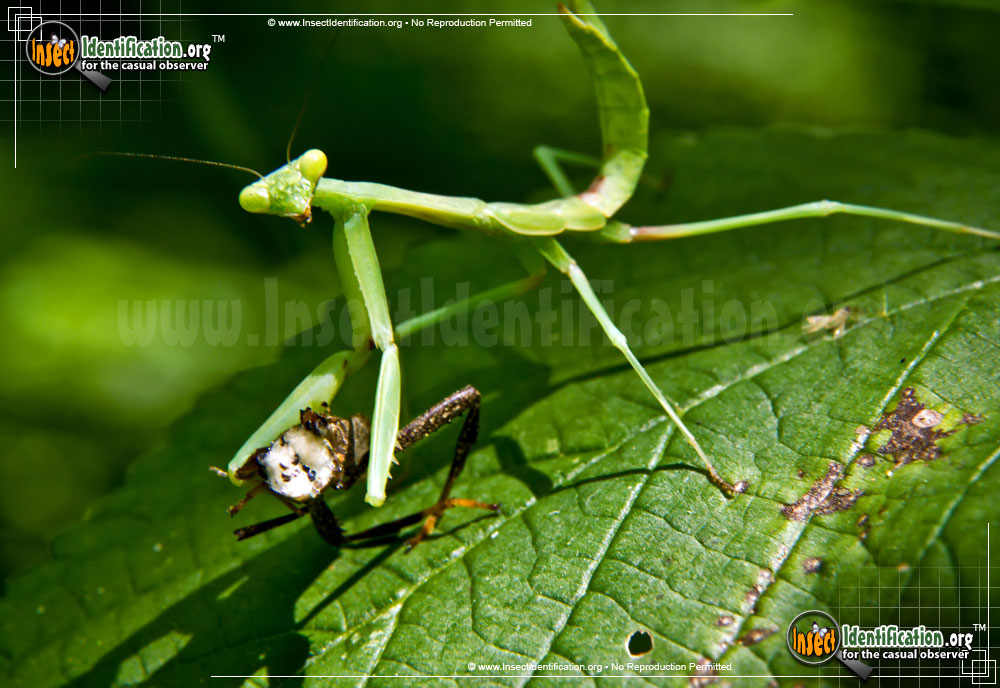 Full-sized image #5 of the Carolina-Mantis