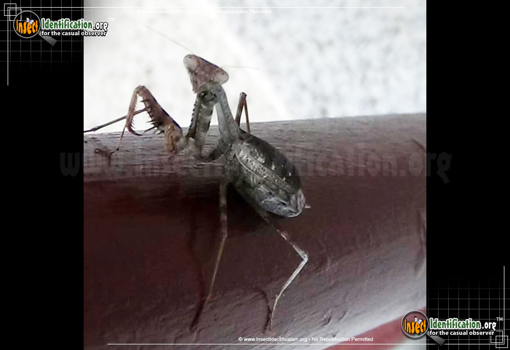Full-sized image #4 of the Carolina-Mantis