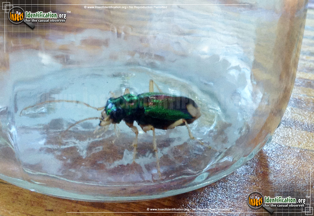 Full-sized image of the Carolina-Tiger-Beetle