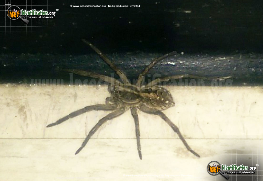 Full-sized image #2 of the Carolina-Wolf-Spider