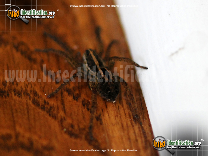 Full-sized image #4 of the Carolina-Wolf-Spider