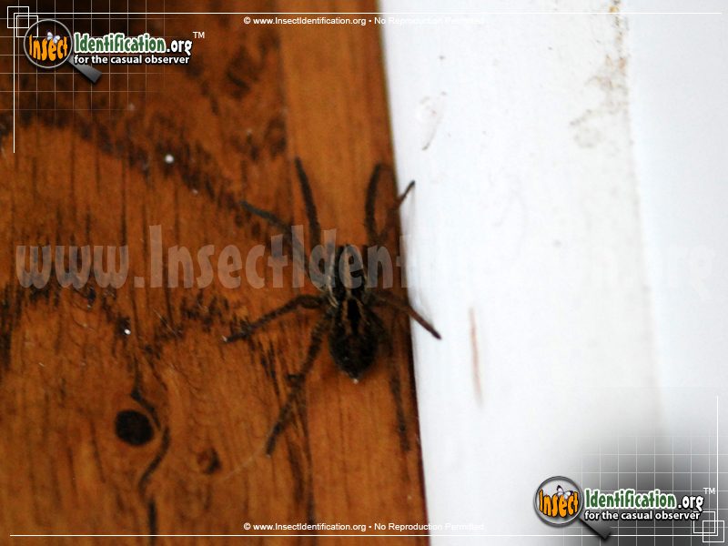 Full-sized image #3 of the Carolina-Wolf-Spider