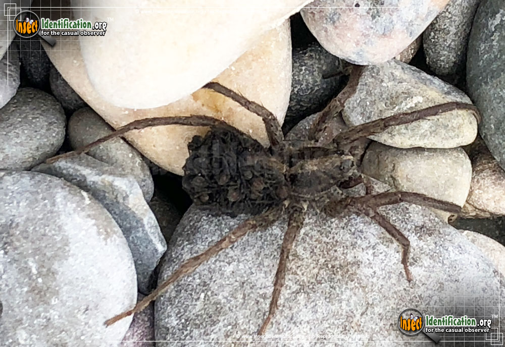 Full-sized image #6 of the Carolina-Wolf-Spider
