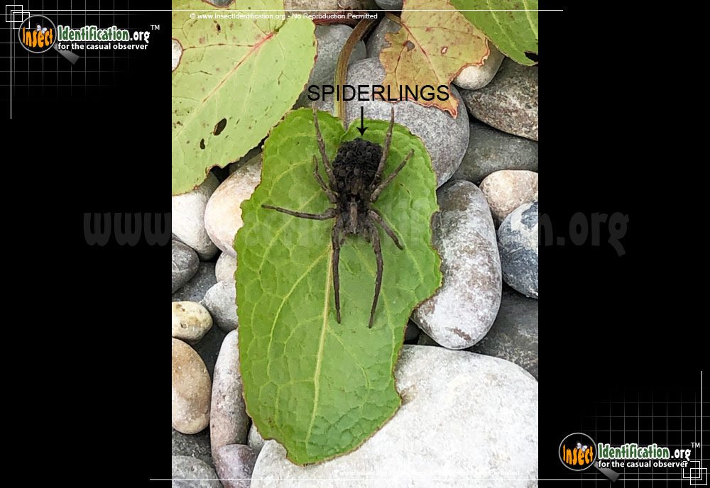 Full-sized image #7 of the Carolina-Wolf-Spider