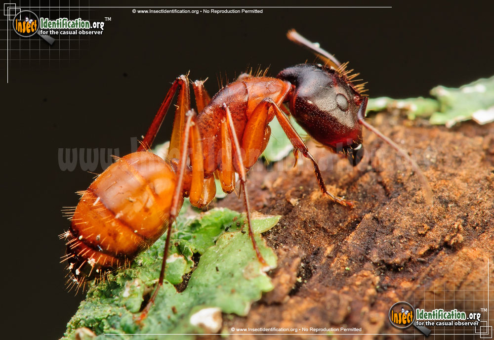 Full-sized image of the Carpenter-Ant