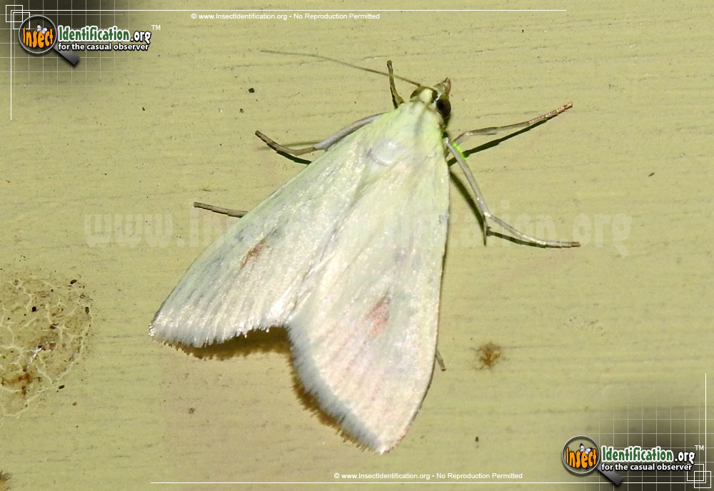 Full-sized image of the Carrot-Seed-Moth