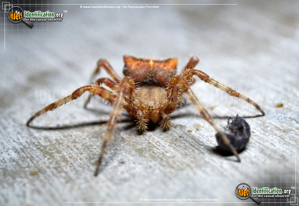 Full-sized image #4 of the Cat-Faced-Spider