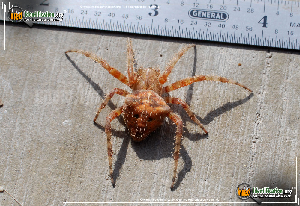 Full-sized image #3 of the Cat-Faced-Spider