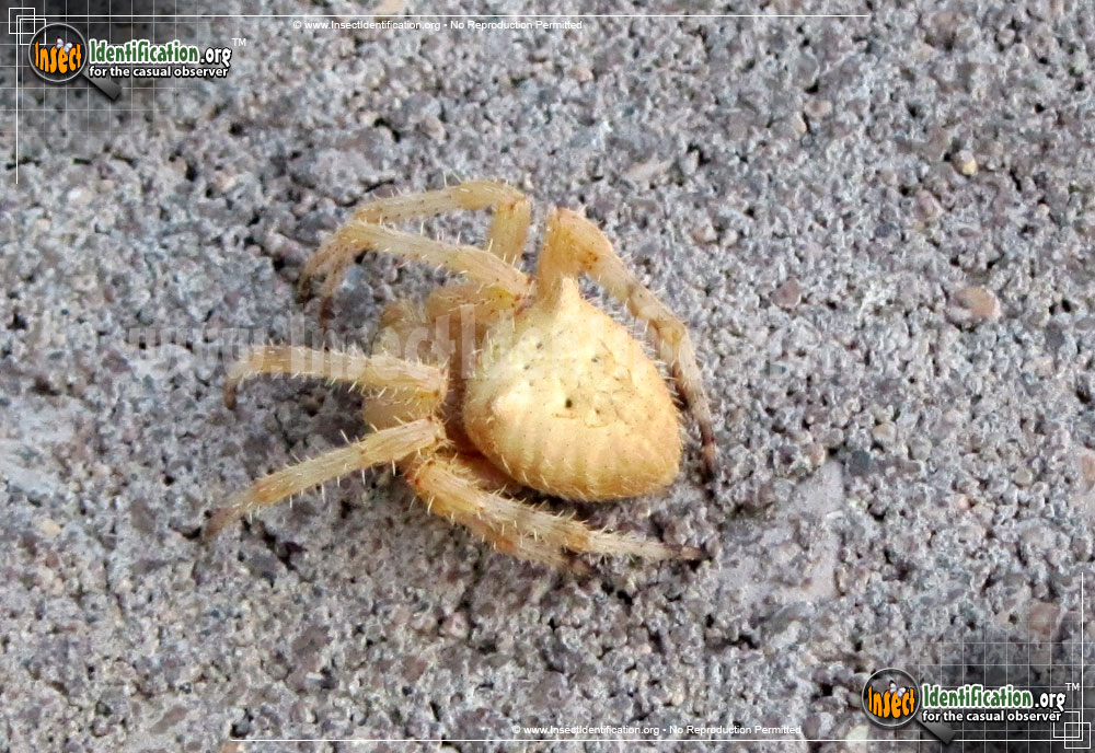 Full-sized image #5 of the Cat-Faced-Spider