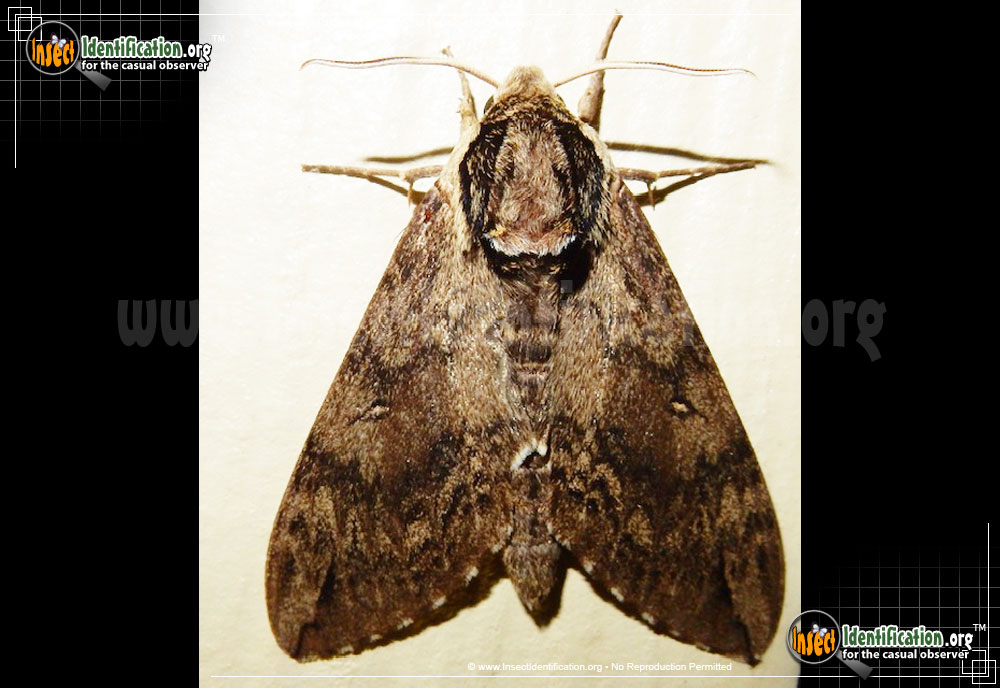 Full-sized image of the Catalpa-Sphinx-Moth