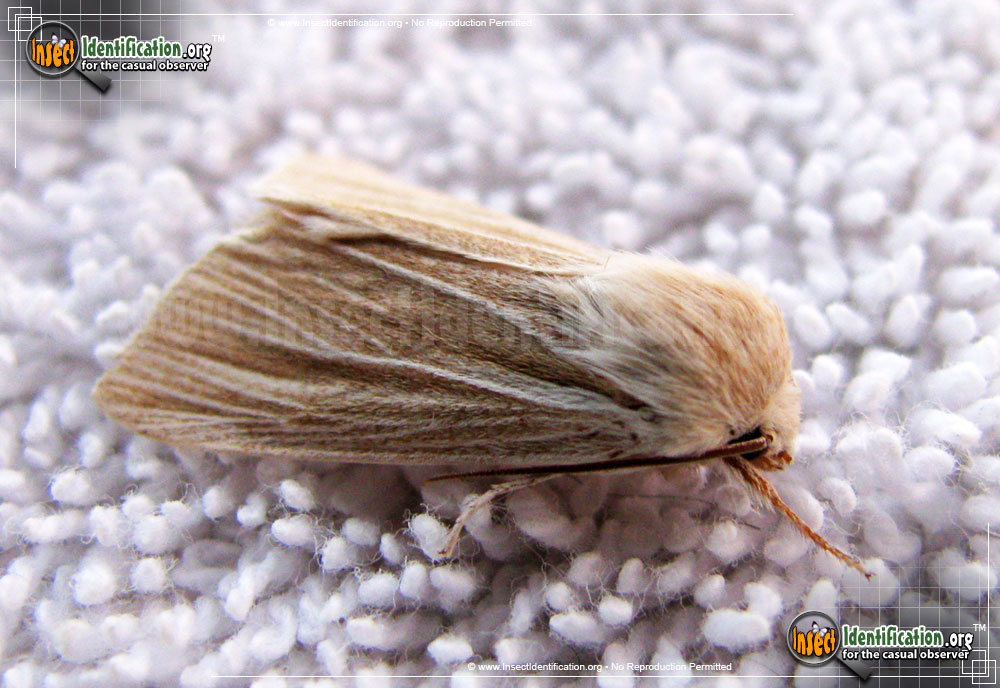 Full-sized image of the Cattail-Caterpillar-Moth
