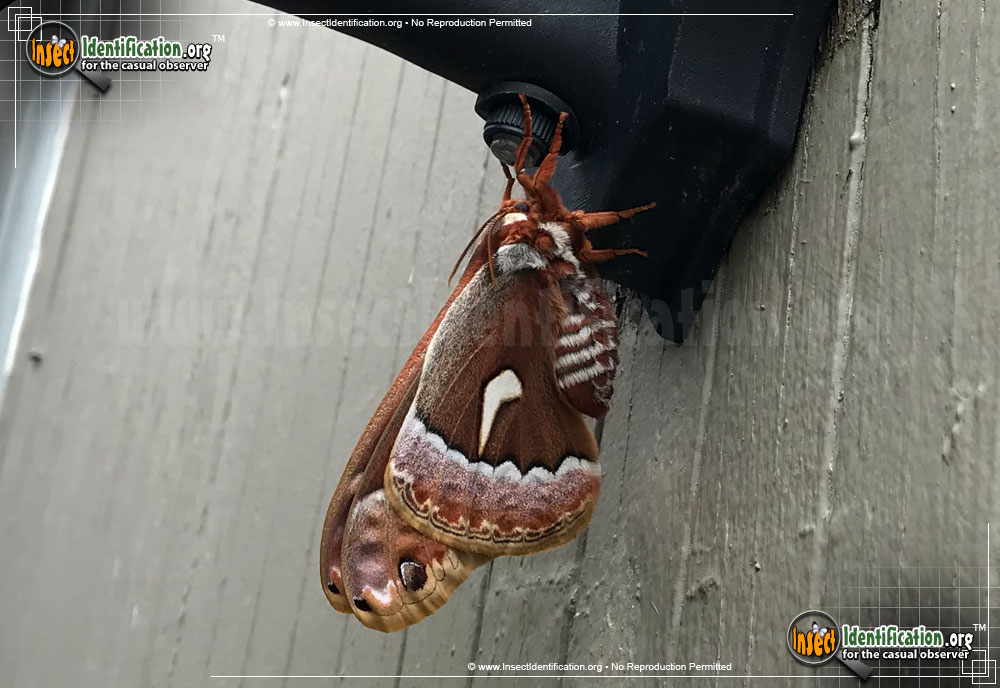 Full-sized image of the Ceanothus-Silkmoth