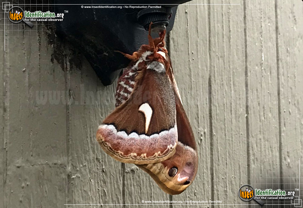 Full-sized image #4 of the Ceanothus-Silkmoth