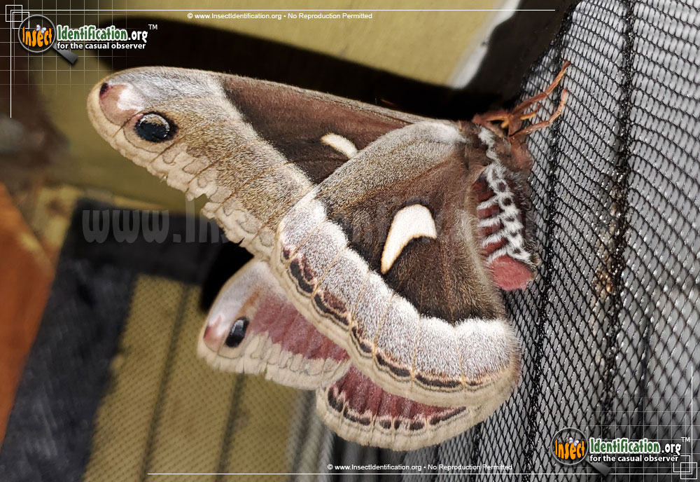 Full-sized image #5 of the Ceanothus-Silkmoth