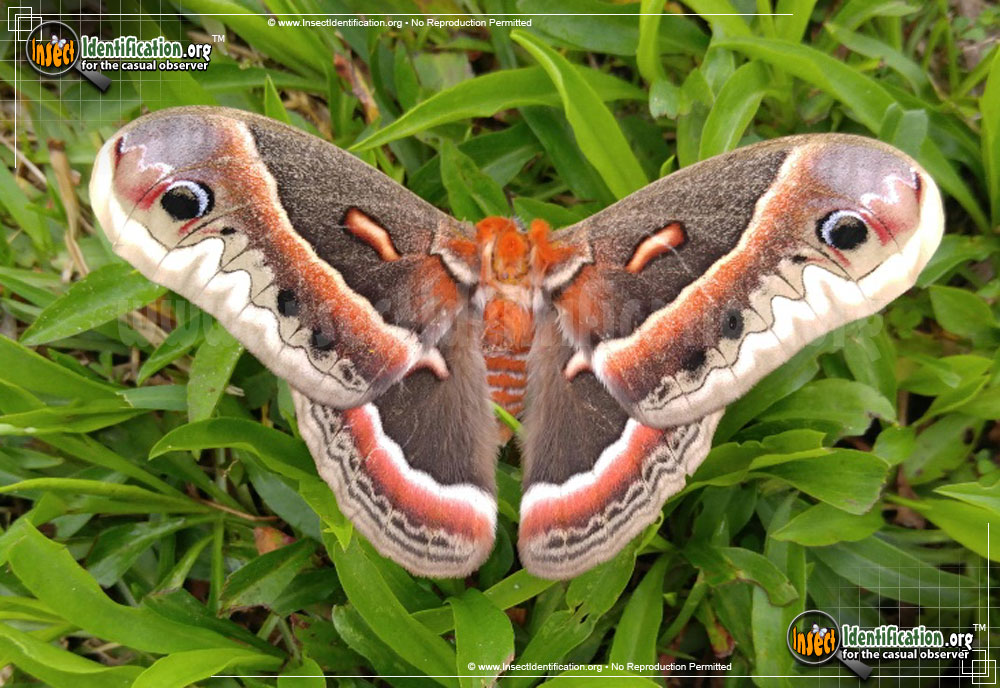 Full-sized image #4 of the Cecropia-Silk-Moth