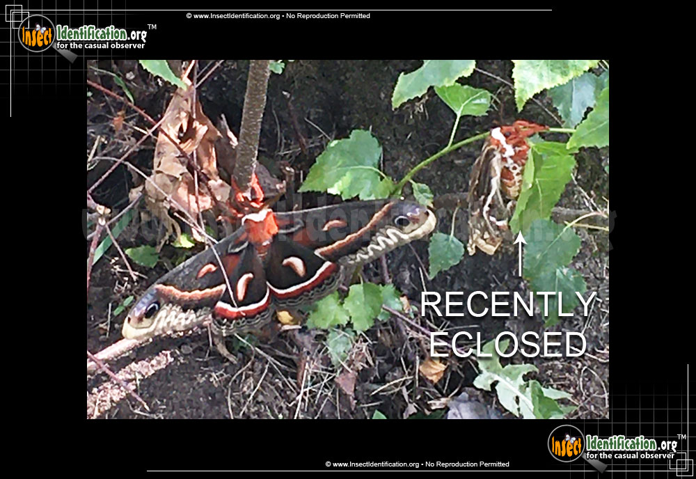 Full-sized image #8 of the Cecropia-Silk-Moth