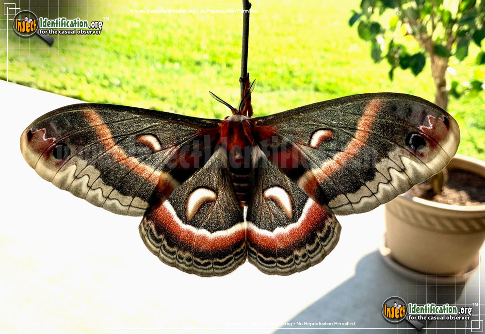 Full-sized image #5 of the Cecropia-Silk-Moth