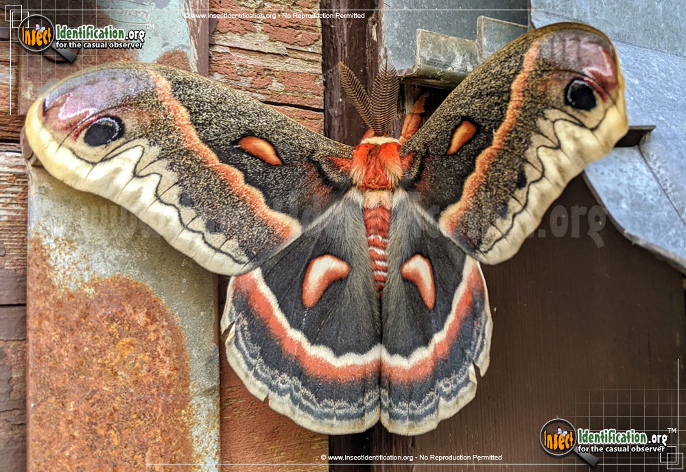Full-sized image #7 of the Cecropia-Silk-Moth