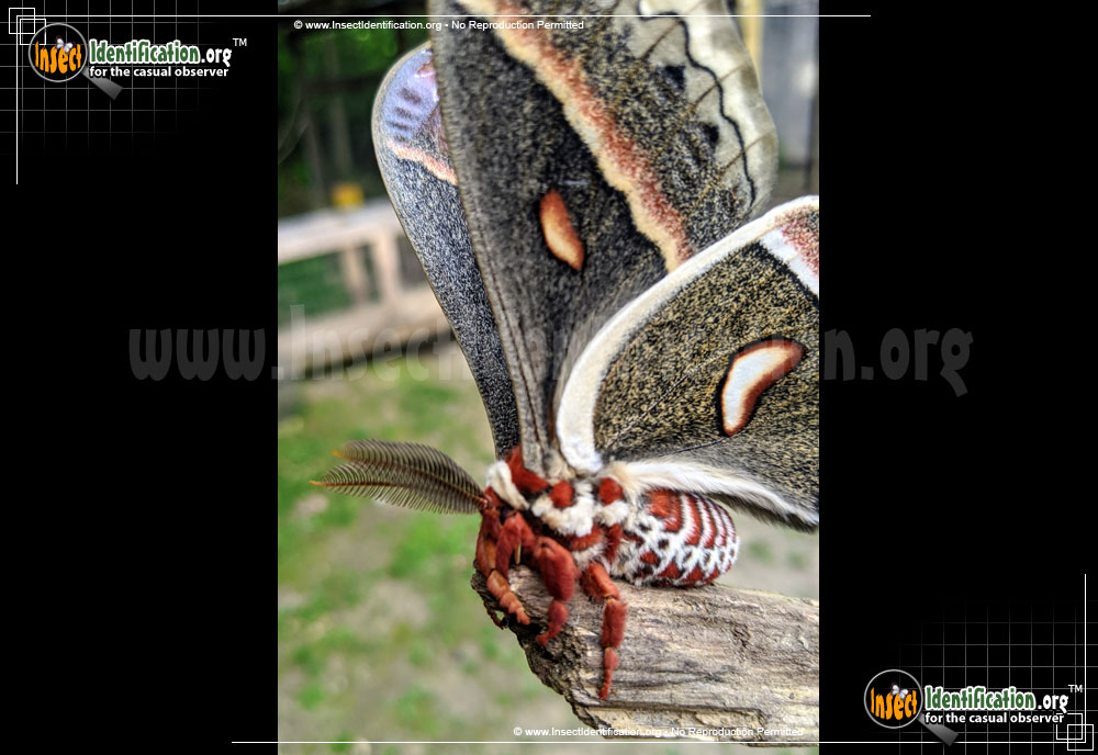 Full-sized image #3 of the Cecropia-Silk-Moth