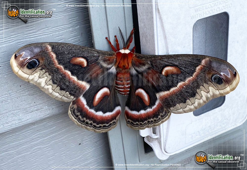 Full-sized image of the Cecropia-Silk-Moth