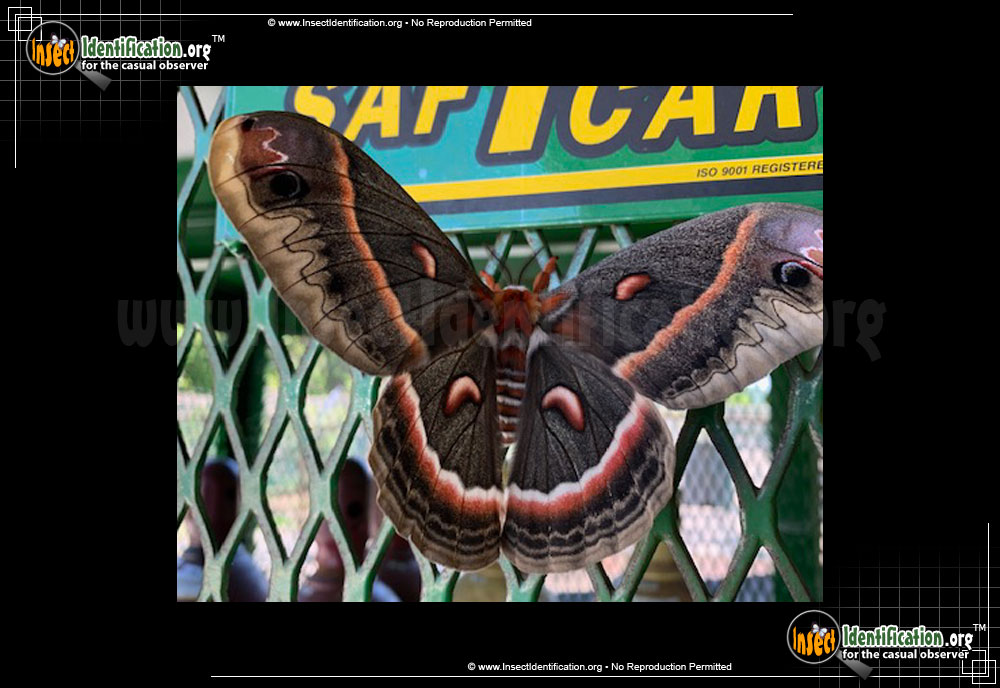 Full-sized image #9 of the Cecropia-Silk-Moth
