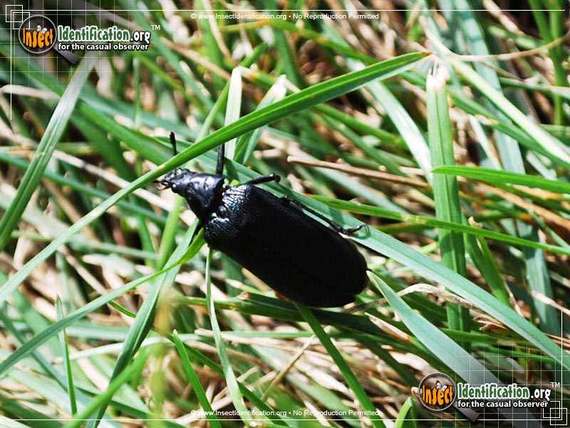 Full-sized image of the Cedar-Beetle