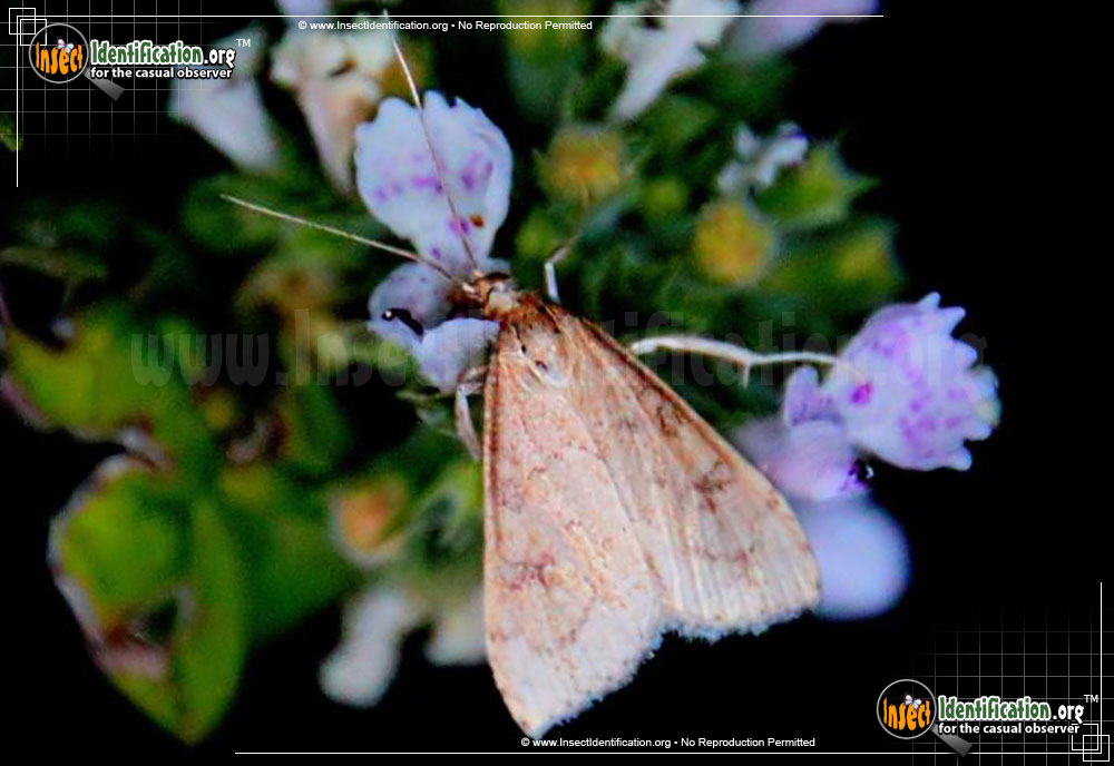 Full-sized image of the Celery-Leaf-Tier-Moth