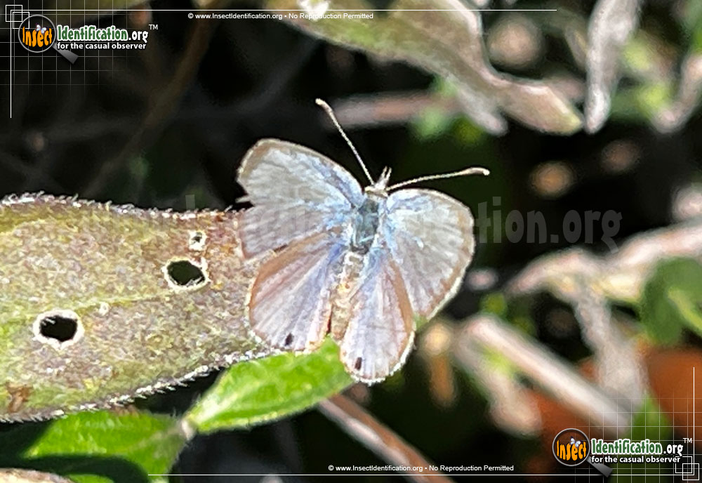 Full-sized image of the Ceraunus-Blue-Butterfly