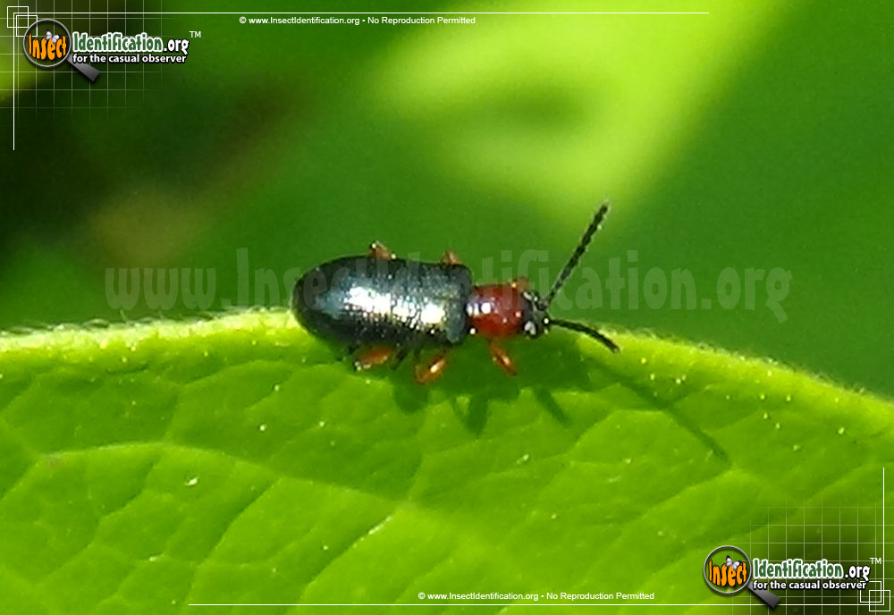 Full-sized image of the Cereal-Leaf-Beetle