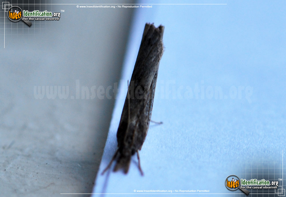 Full-sized image #3 of the Changeable-Grass-Veneer-Moth