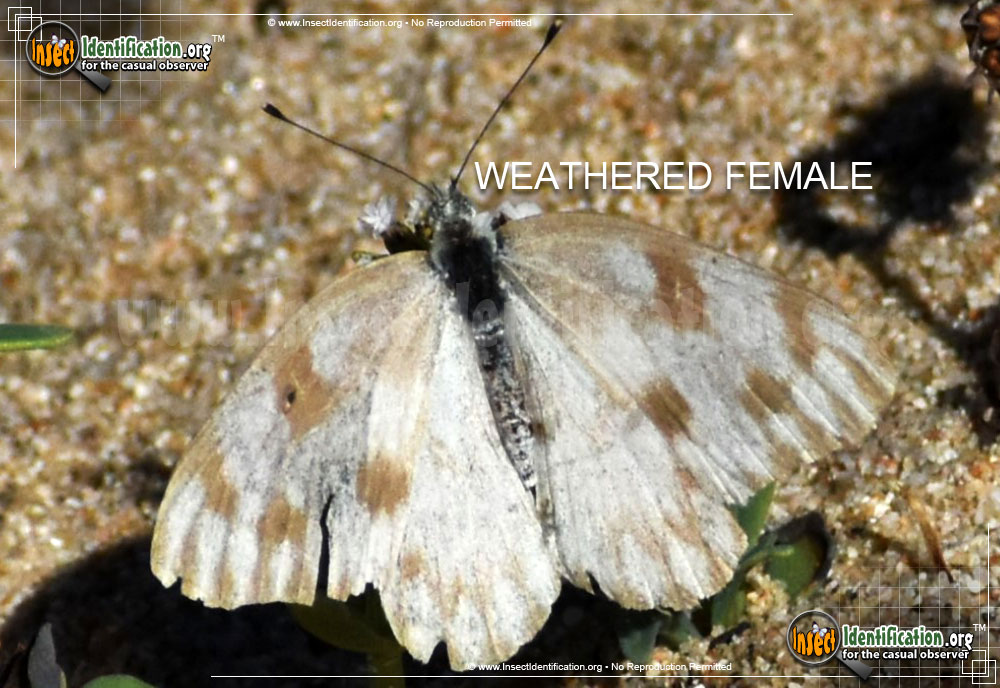 Full-sized image #6 of the Checkered-White-Butterfly