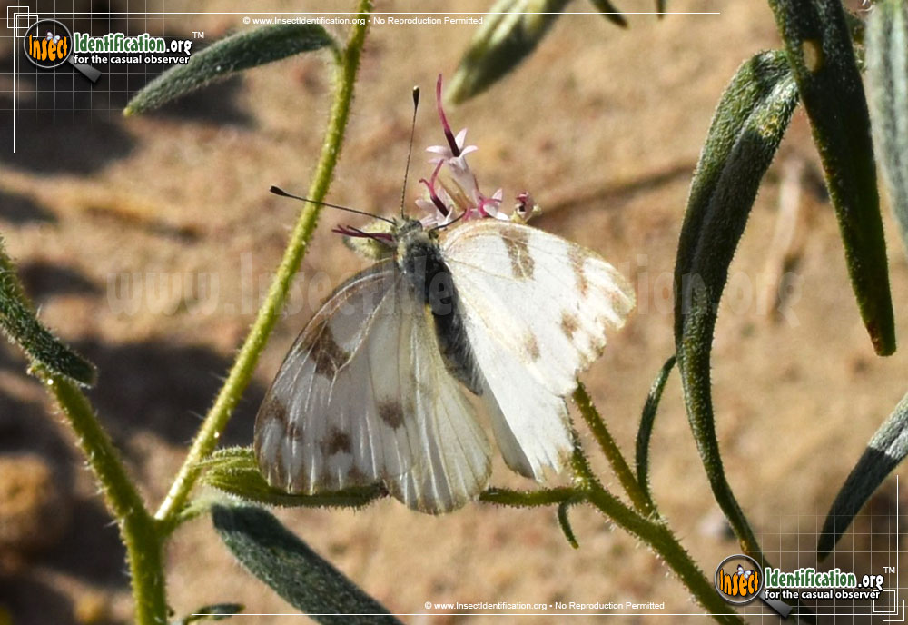 Full-sized image #7 of the Checkered-White-Butterfly