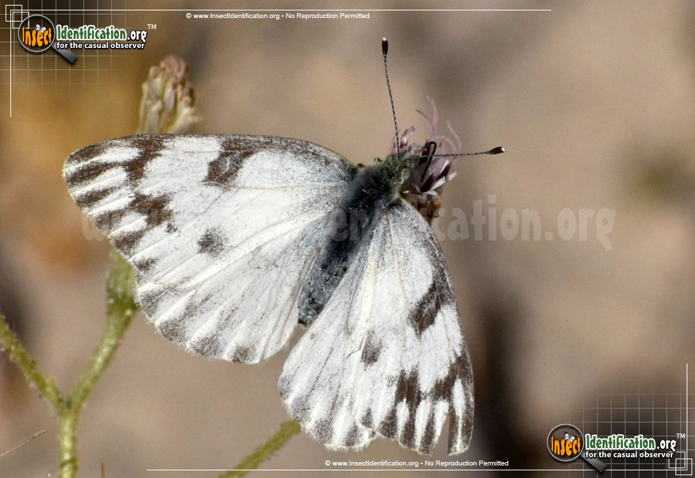 Full-sized image #14 of the Checkered-White-Butterfly