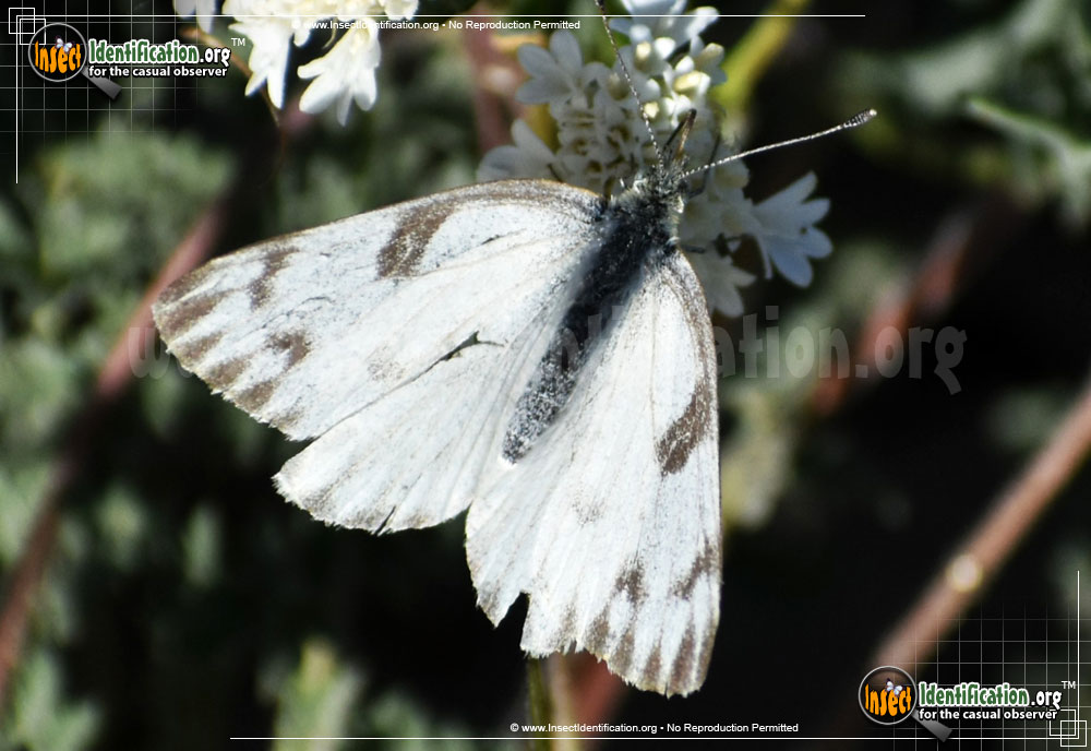 Full-sized image #13 of the Checkered-White-Butterfly