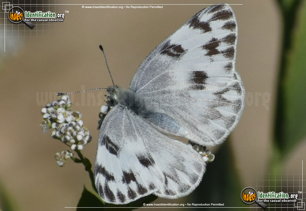 Full-sized image of the Checkered-White-Butterfly