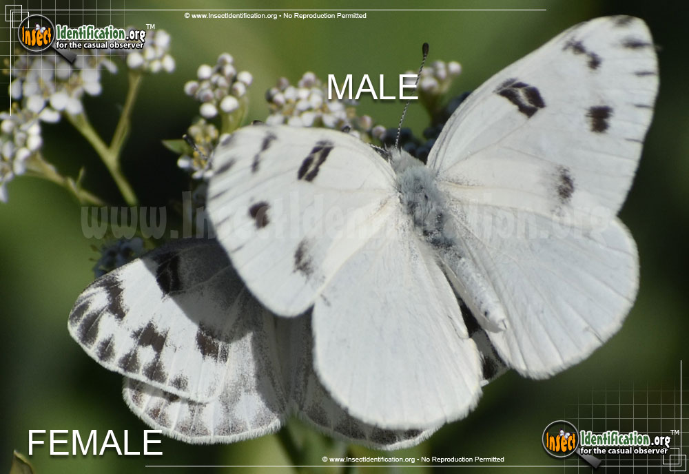 Full-sized image #4 of the Checkered-White-Butterfly