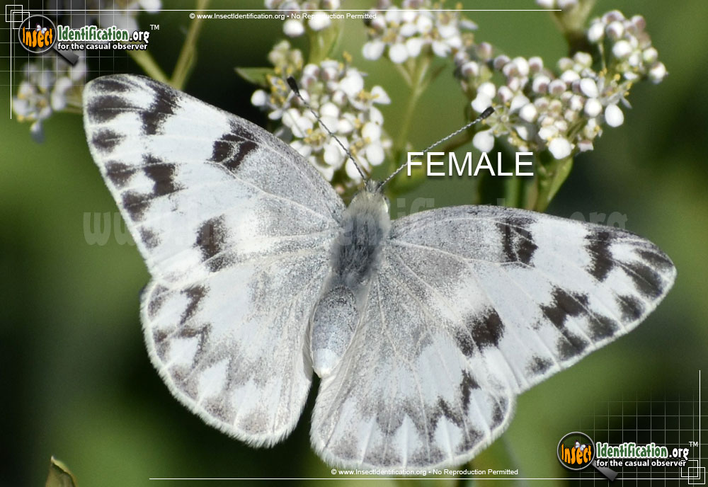 Full-sized image #5 of the Checkered-White-Butterfly