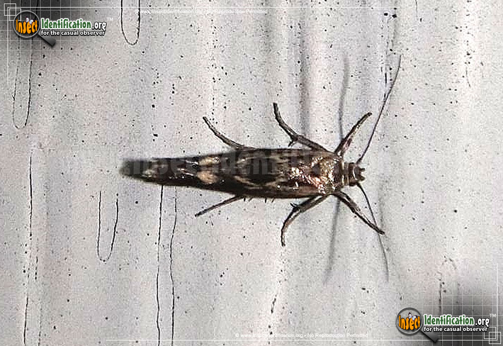 Full-sized image of the Chenopodium-Scythris-Moth