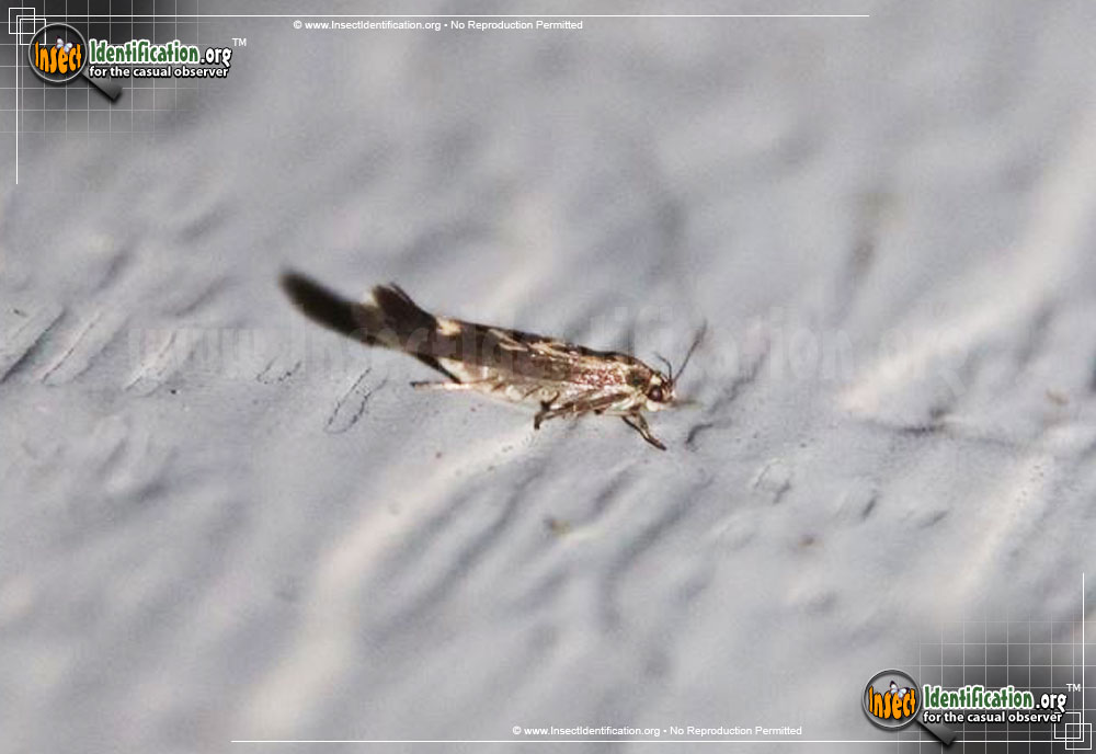 Full-sized image #2 of the Chenopodium-Scythris-Moth