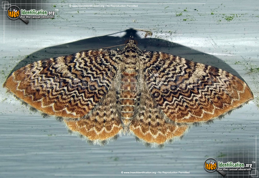 Full-sized image of the Cherry-Scallop-Shell-Moth
