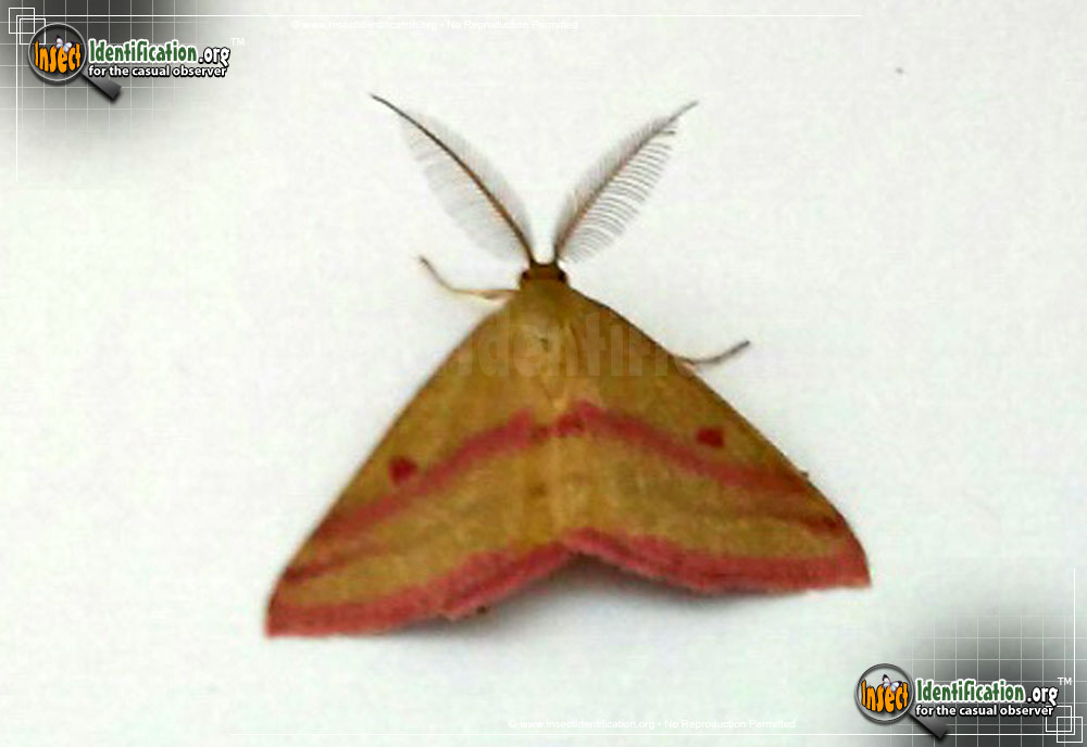 Full-sized image #3 of the Chickweed-Geometer-Moth