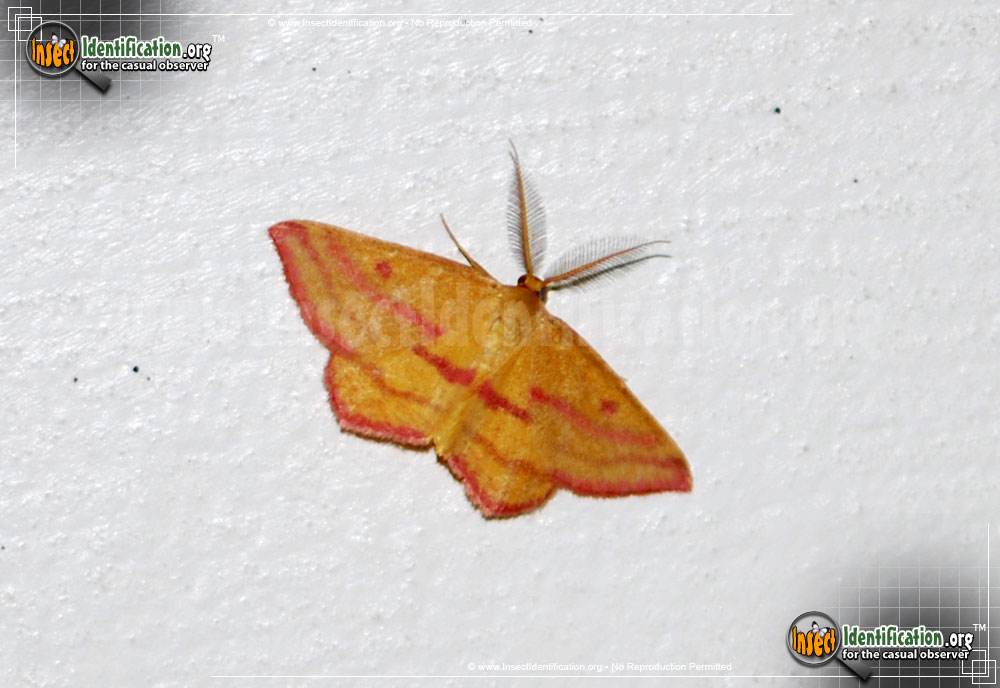 Full-sized image of the Chickweed-Geometer-Moth
