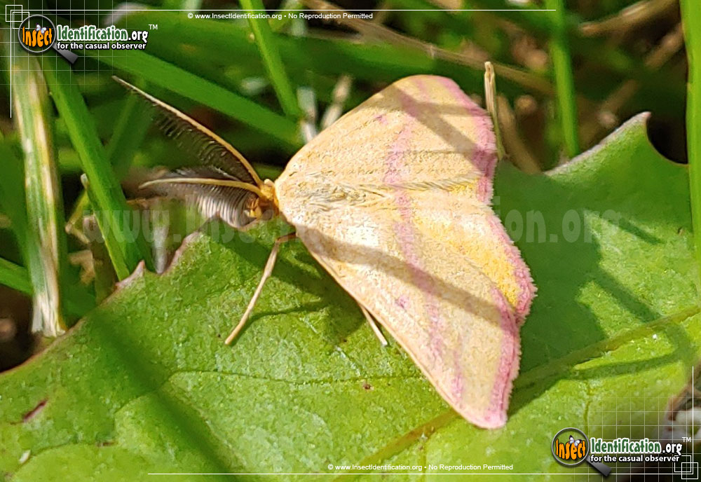 Full-sized image #4 of the Chickweed-Geometer-Moth