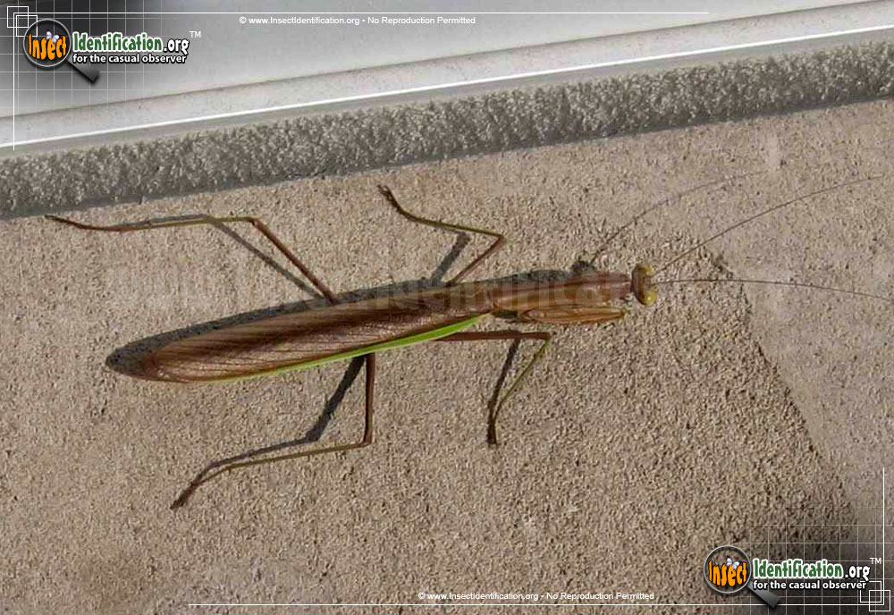 Full-sized image of the Chinese-Mantid