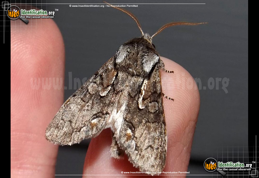 Full-sized image of the Chosen-Sallow-Moth