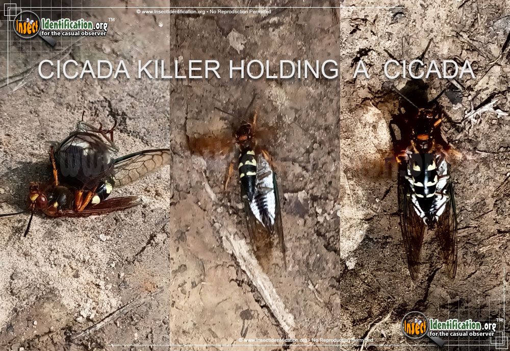 Full-sized image #12 of the Cicada-Killer