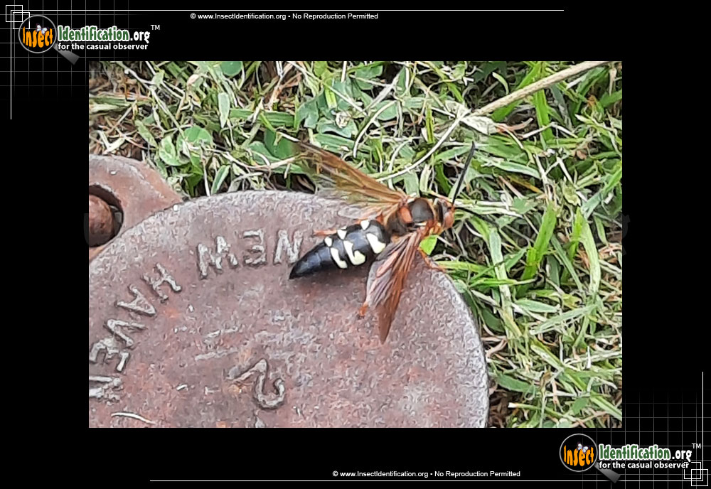Full-sized image #8 of the Cicada-Killer