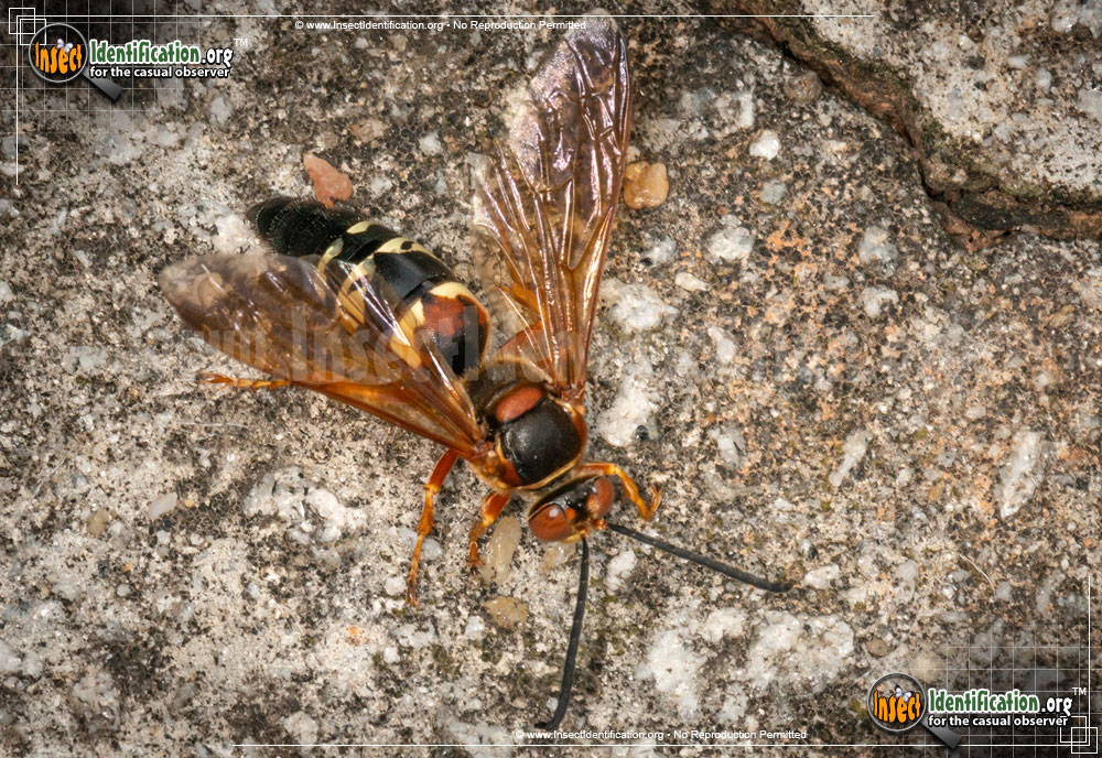 Full-sized image #2 of the Cicada-Killer